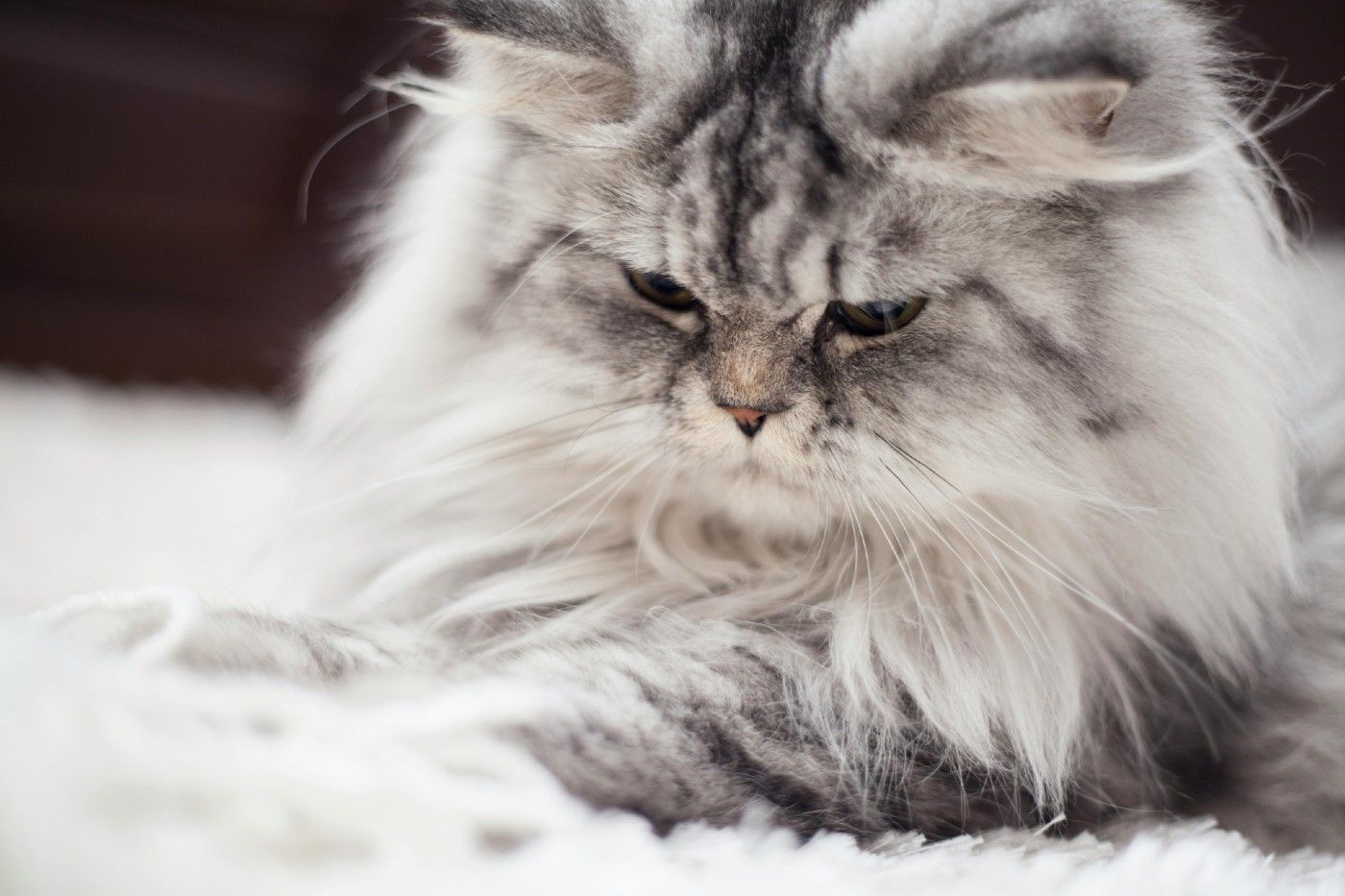 🐱 Gatos persa: carácter, cuidados y enfermedades más comunes