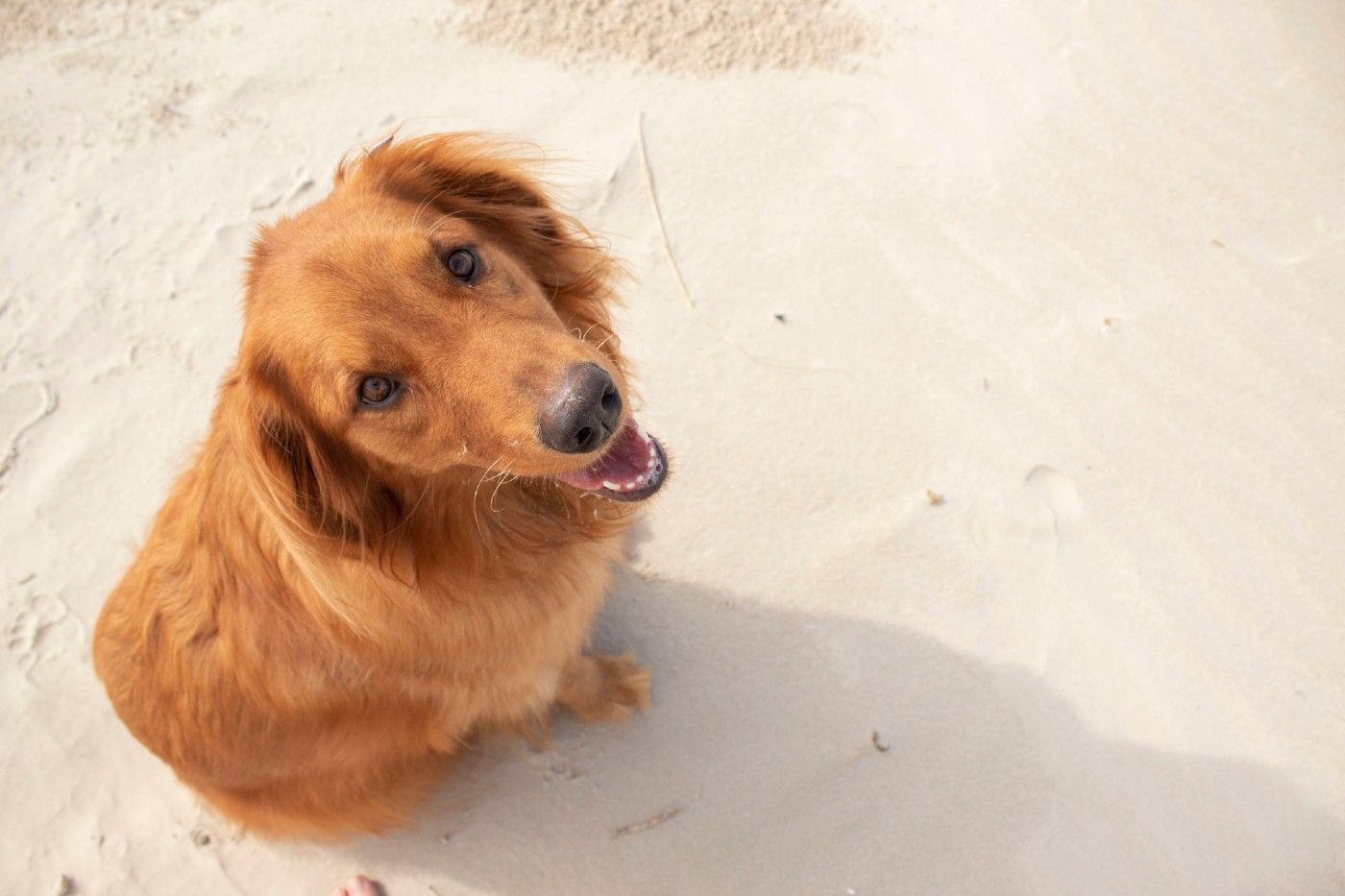 Las enfermedades más comunes en los Golden Retriever y cómo prevenirlas