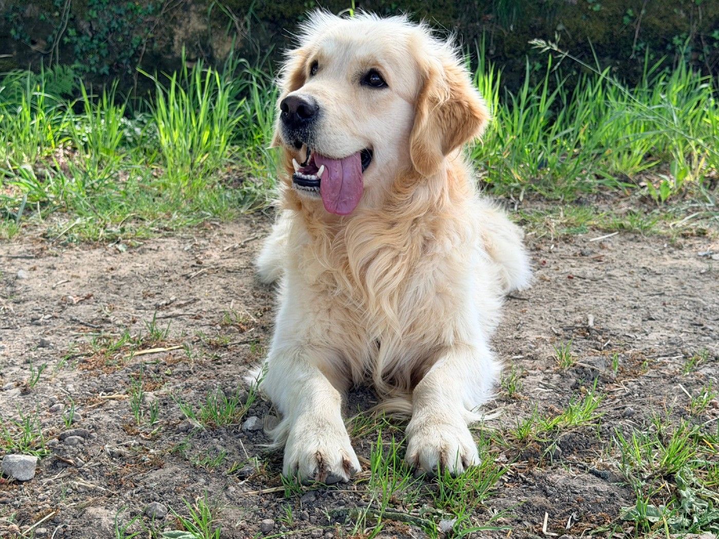 Golden Retriever tumbado en el campo con la lengua fuera