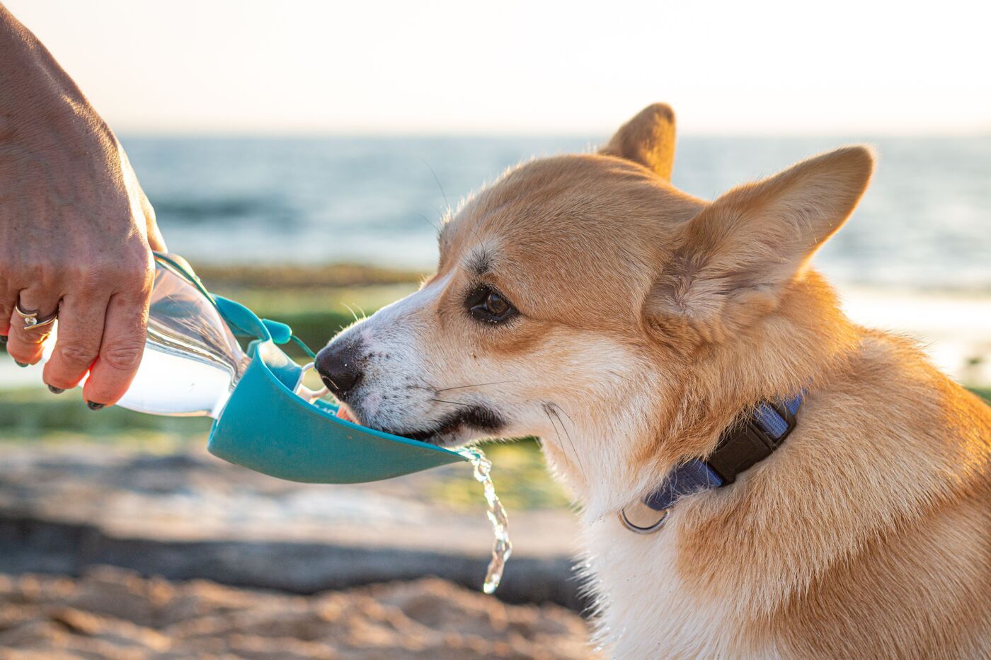 Cómo refrescar a tu perro en verano: consejos, horarios y errores que debes evitar