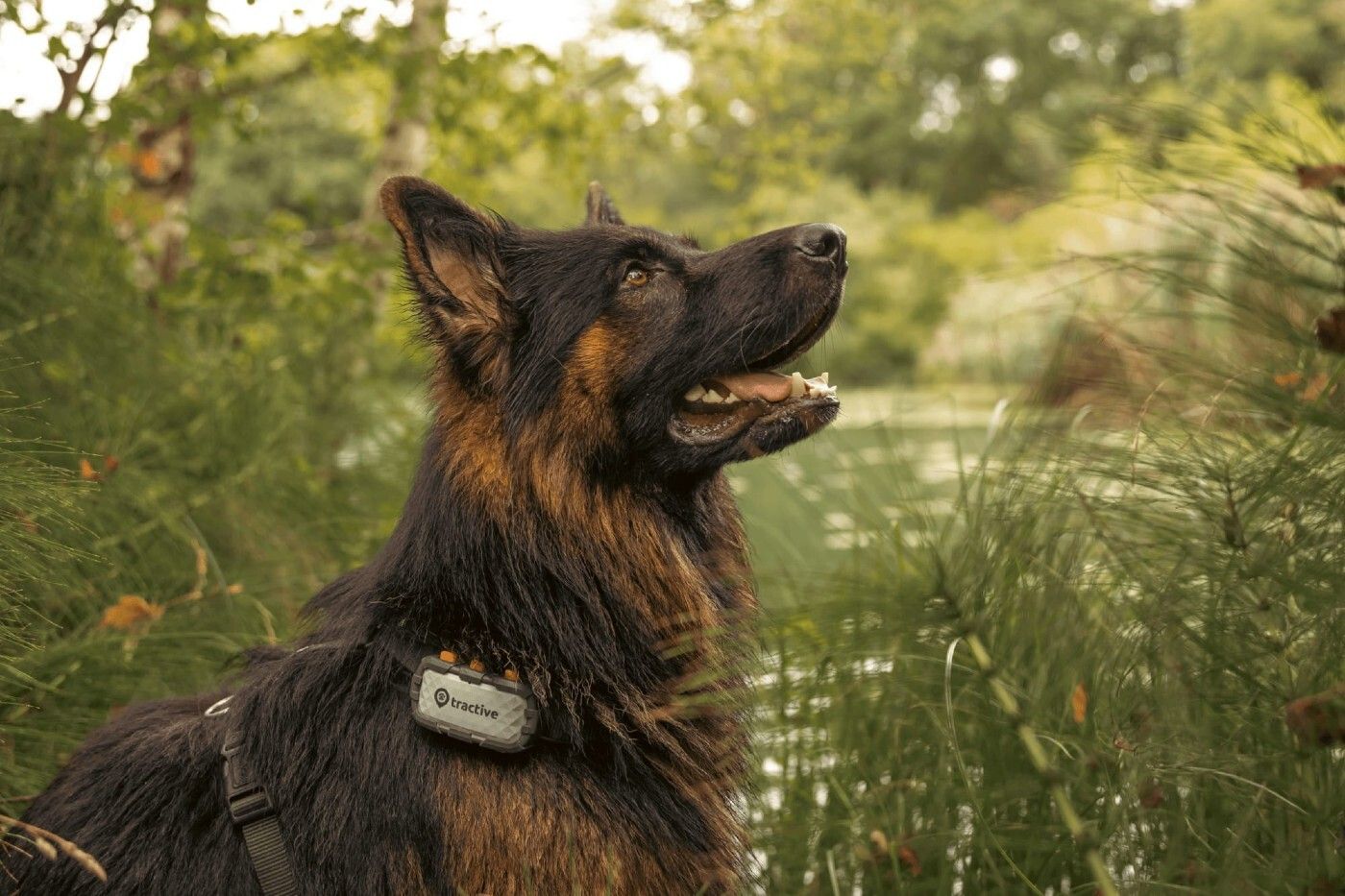 Musky y Tractive: una alianza por la salud preventiva de tu mascota