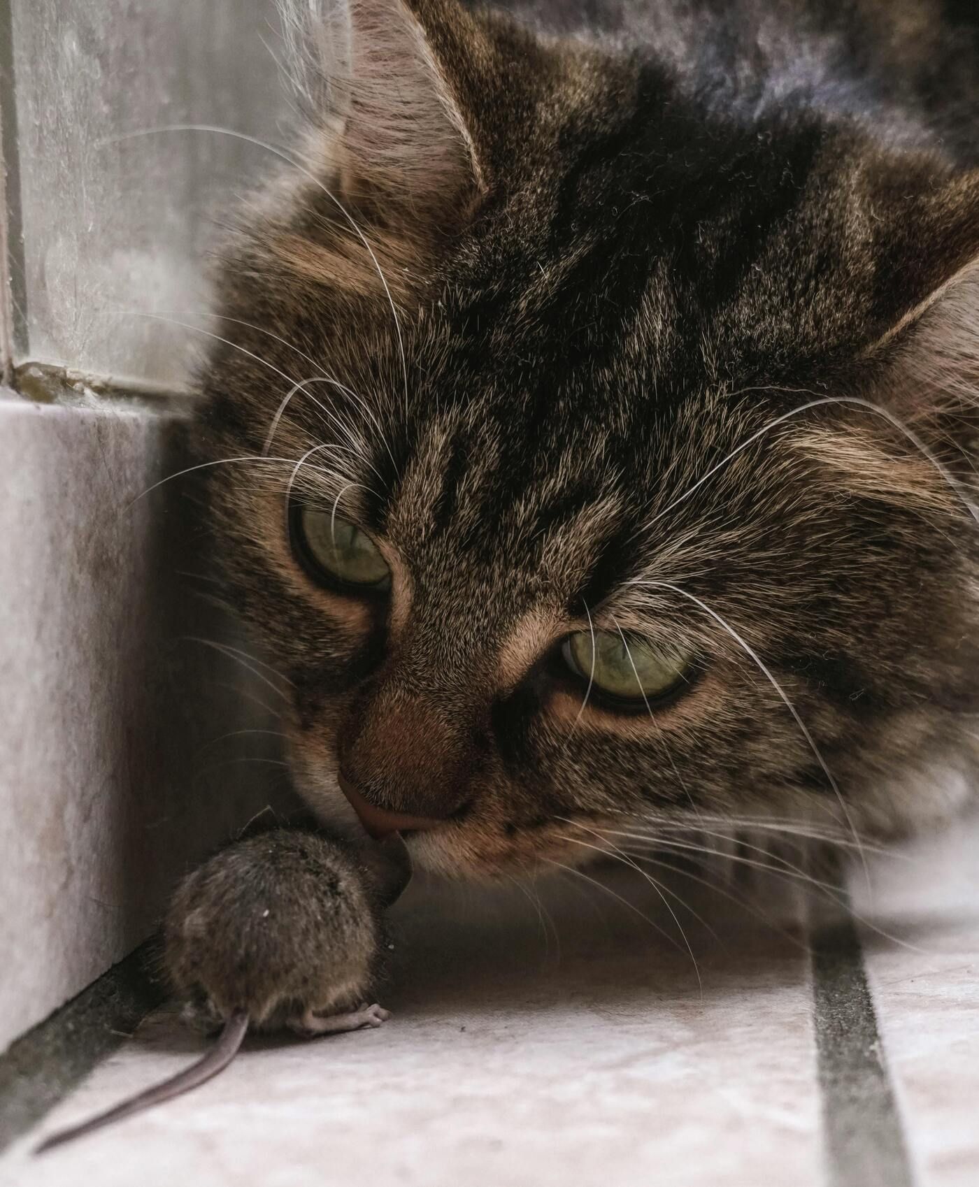 Los gatos presentan un mayor riesgo de exposición al hantavirus debido a su comportamiento cazador