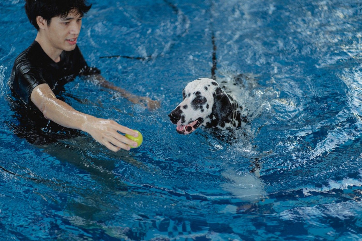 Dálmata durante una sesión de hidroterapia para perros