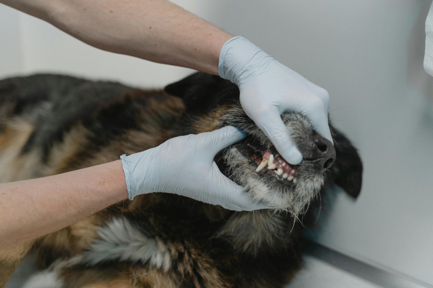 Una buena salud dental no solo mejora la calidad de vida de tu perro, sino que también previene enfermedades que pueden afectar su corazón, hígado o riñones.