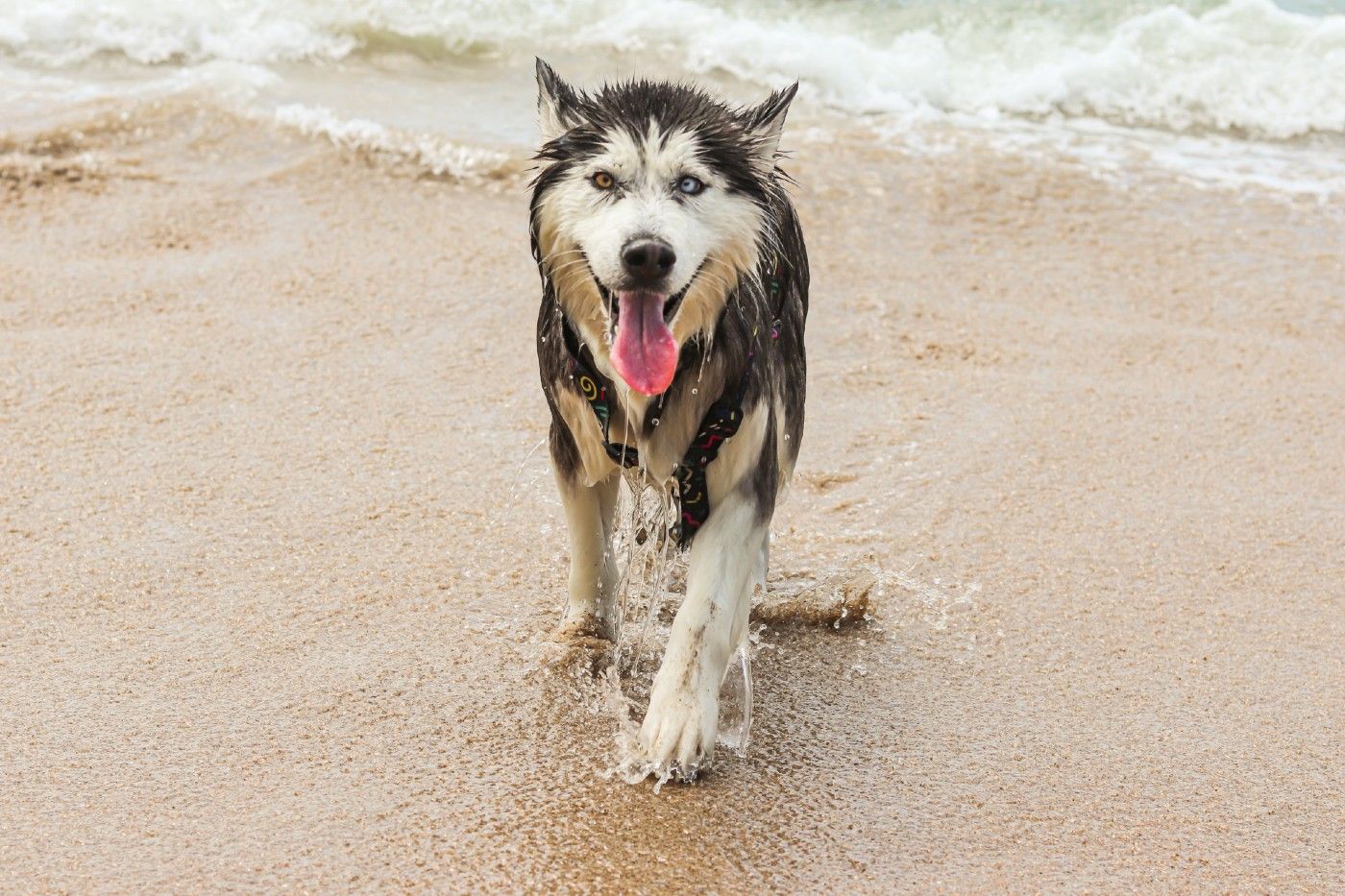 Mi perro se ha clavado un anzuelo en la playa: qué hacer (y qué NO hacer)
