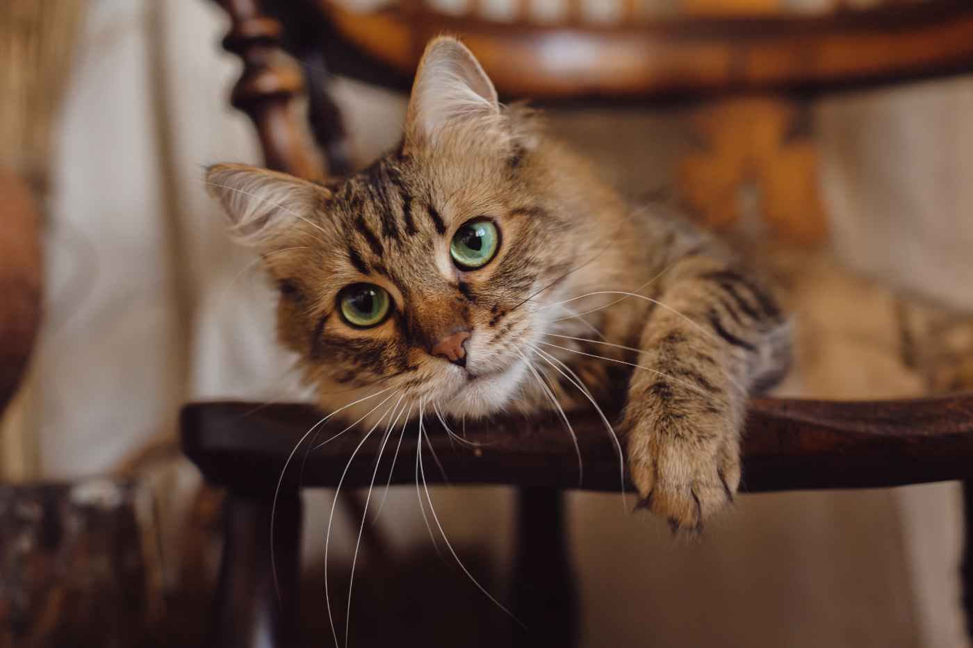 Convivir con la inmunodeficiencia felina: cuidados y esperanza de vida