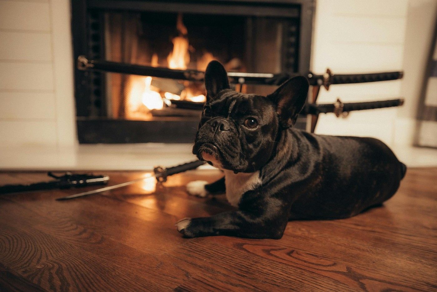 Invierno y perros: cómo afectan los cambios de temperatura a su salud y bienestar