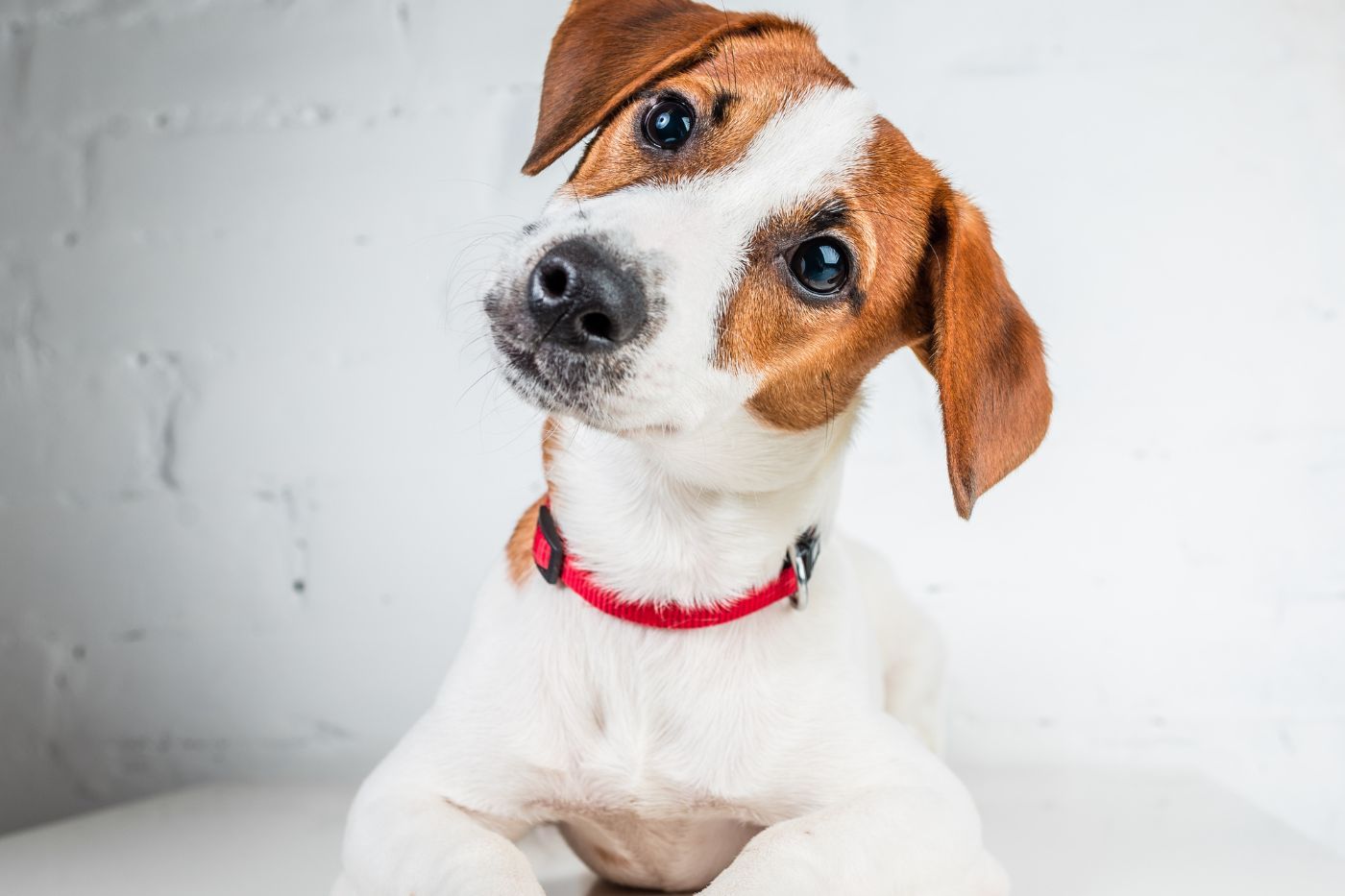 Jack Russell Terrier: características, temperamento y salud