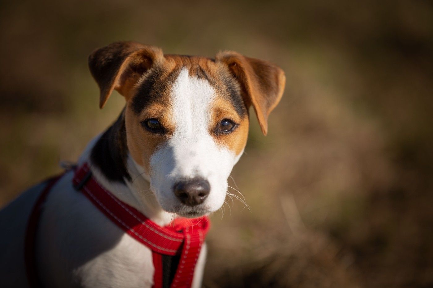 Jack Russell Terrier: carácter, salud y cuidados de un torbellino con patas
