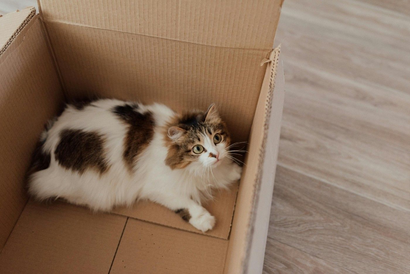 Los gatos adoran los espacios donde esconderse, entrar y salir. Aprovecha cajas que tengas en casa para crear