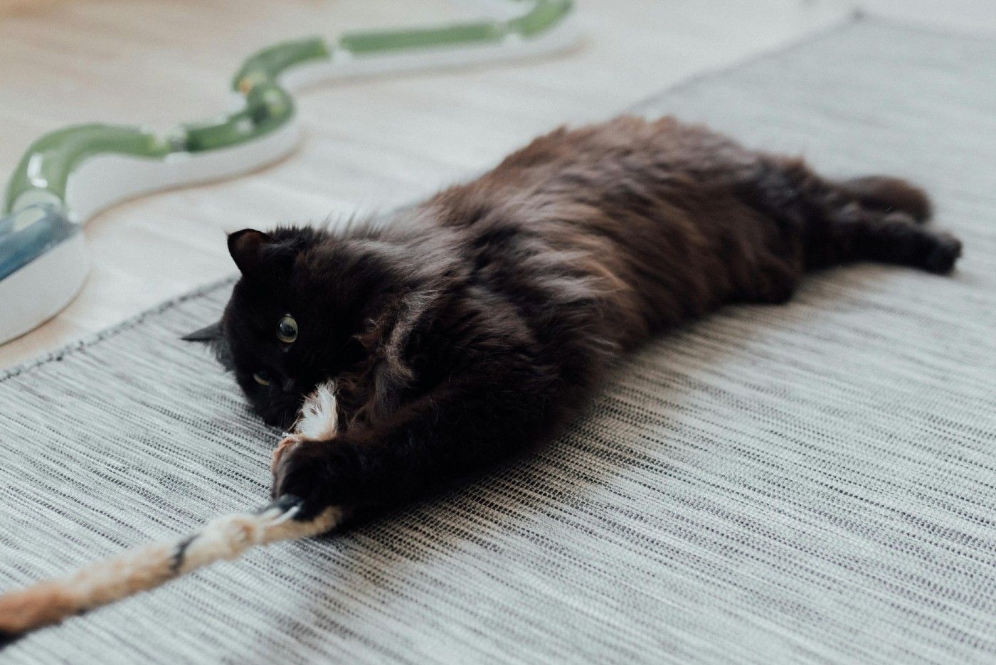 Estimulación mental en gatos: ¿por qué es tan importante para su bienestar?