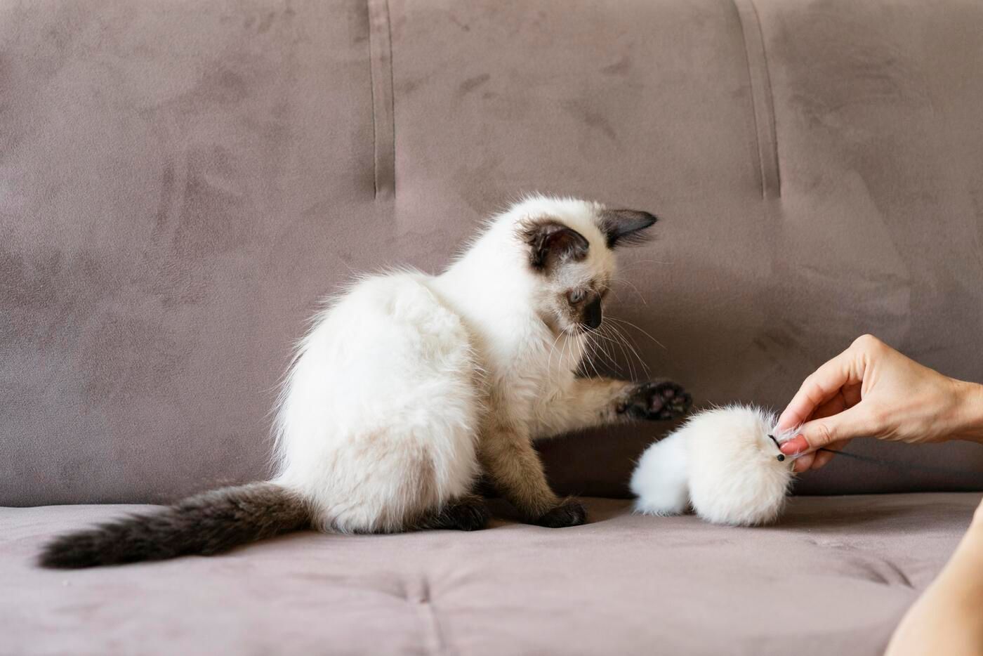El láser como juguete peligroso para los gatos: por qué puede provocar ansiedad y problemas respiratorios