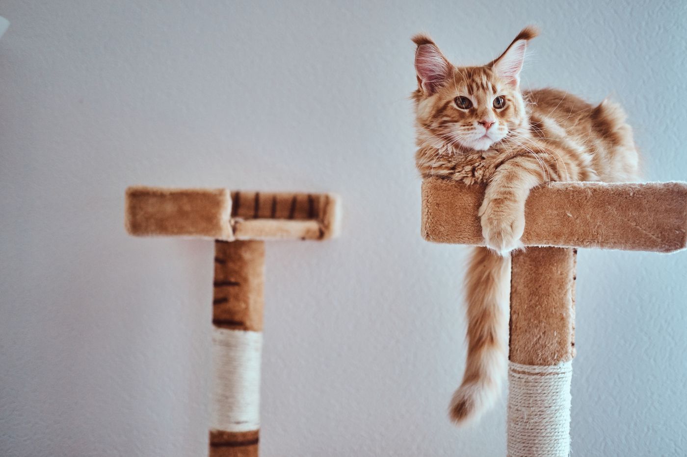 Existen muchos juguetes para gatos que sí respetan su etología y fomentan un juego sano