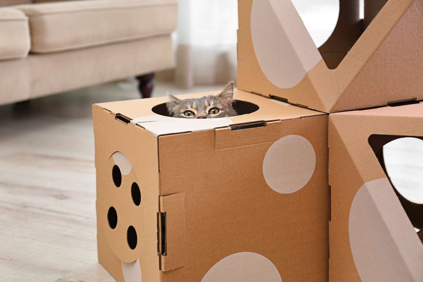 Juguetes para gatos caseros: ideas seguras y enriquecedoras para su diversión