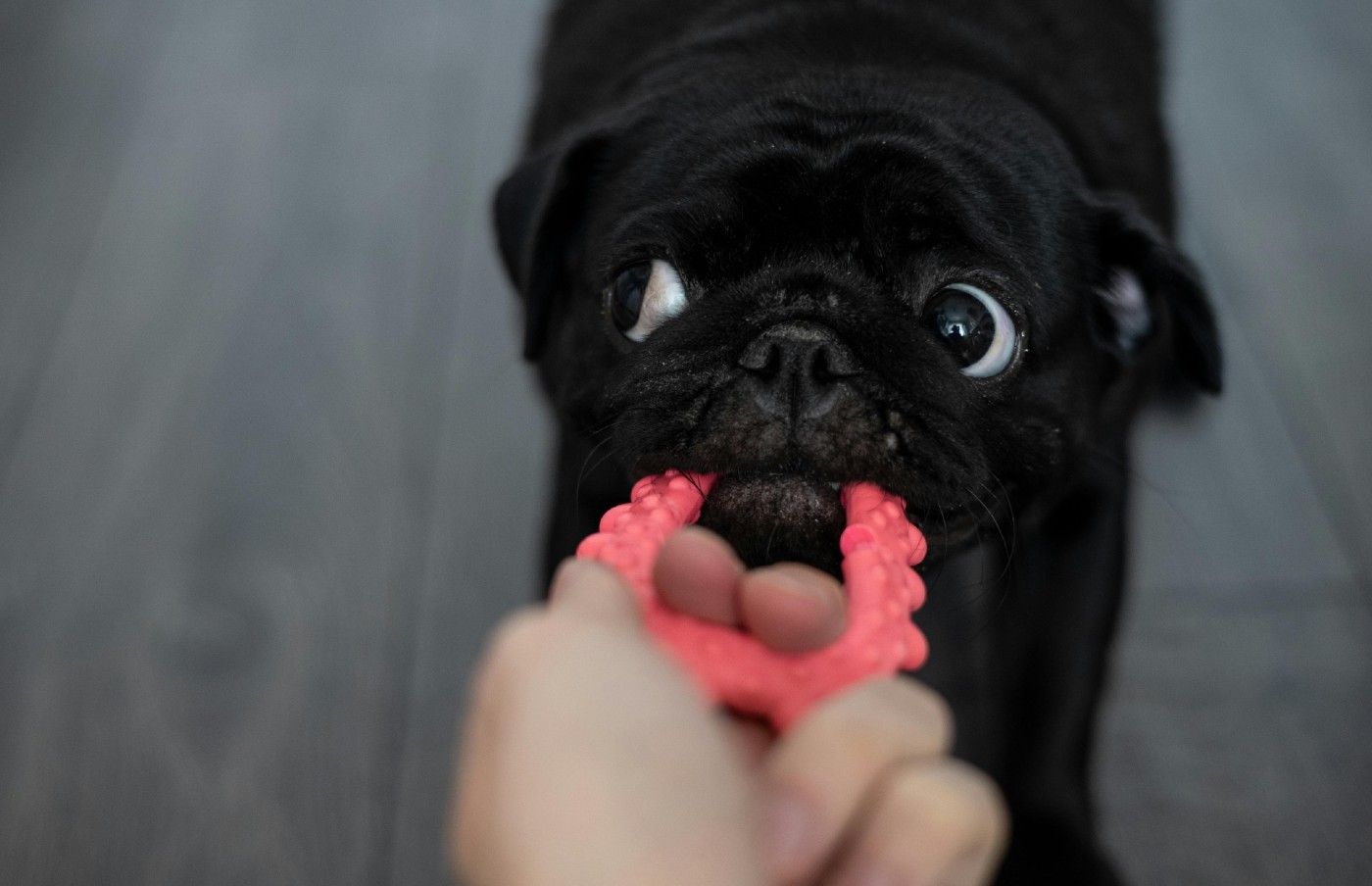 🐶 ¿Pueden los Perros Desarrollar una “Adicción” a sus Juguetes?