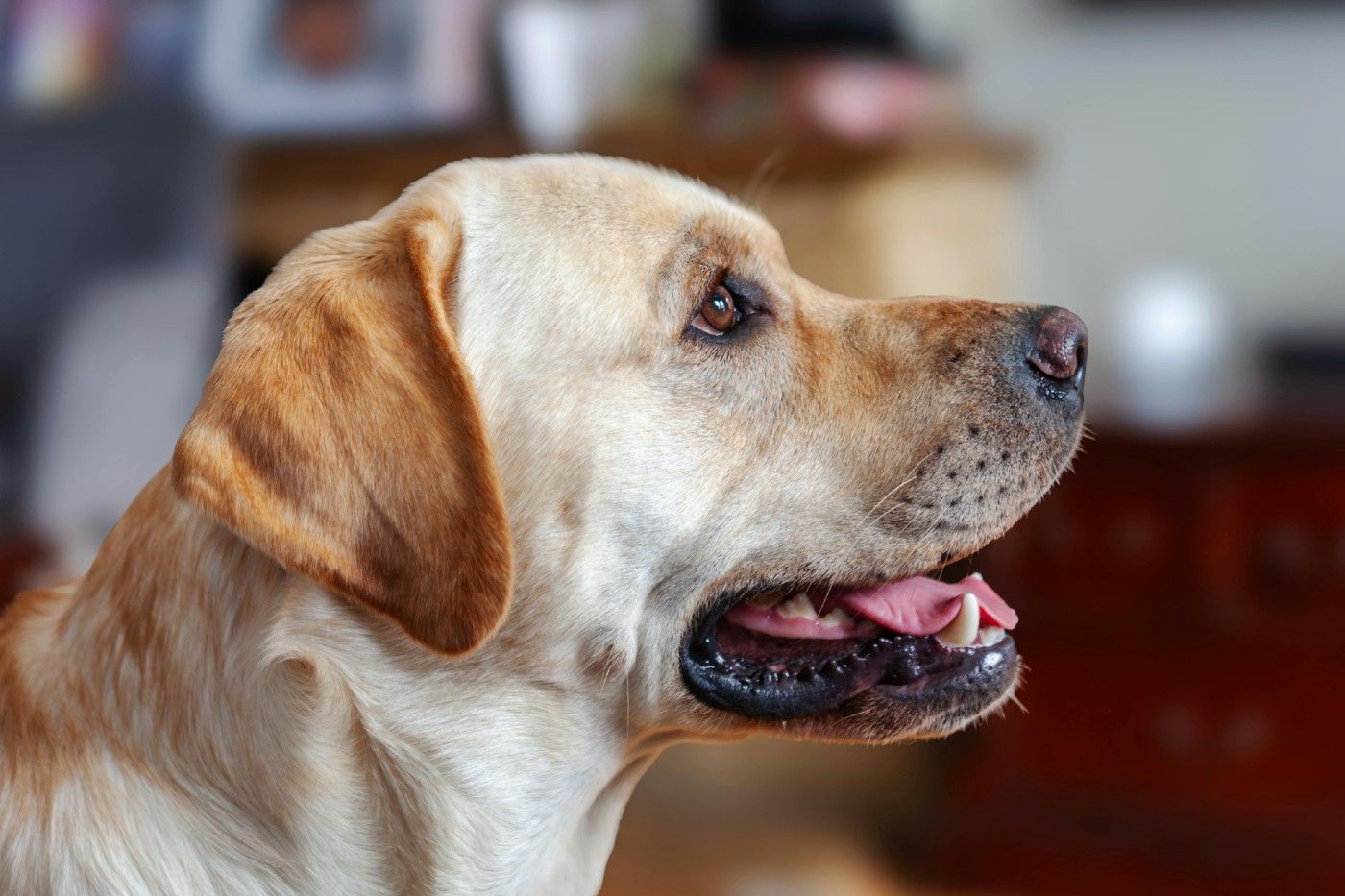 Guía completa para pet parents de Labrador Retriever: cuidados, salud y bienestar