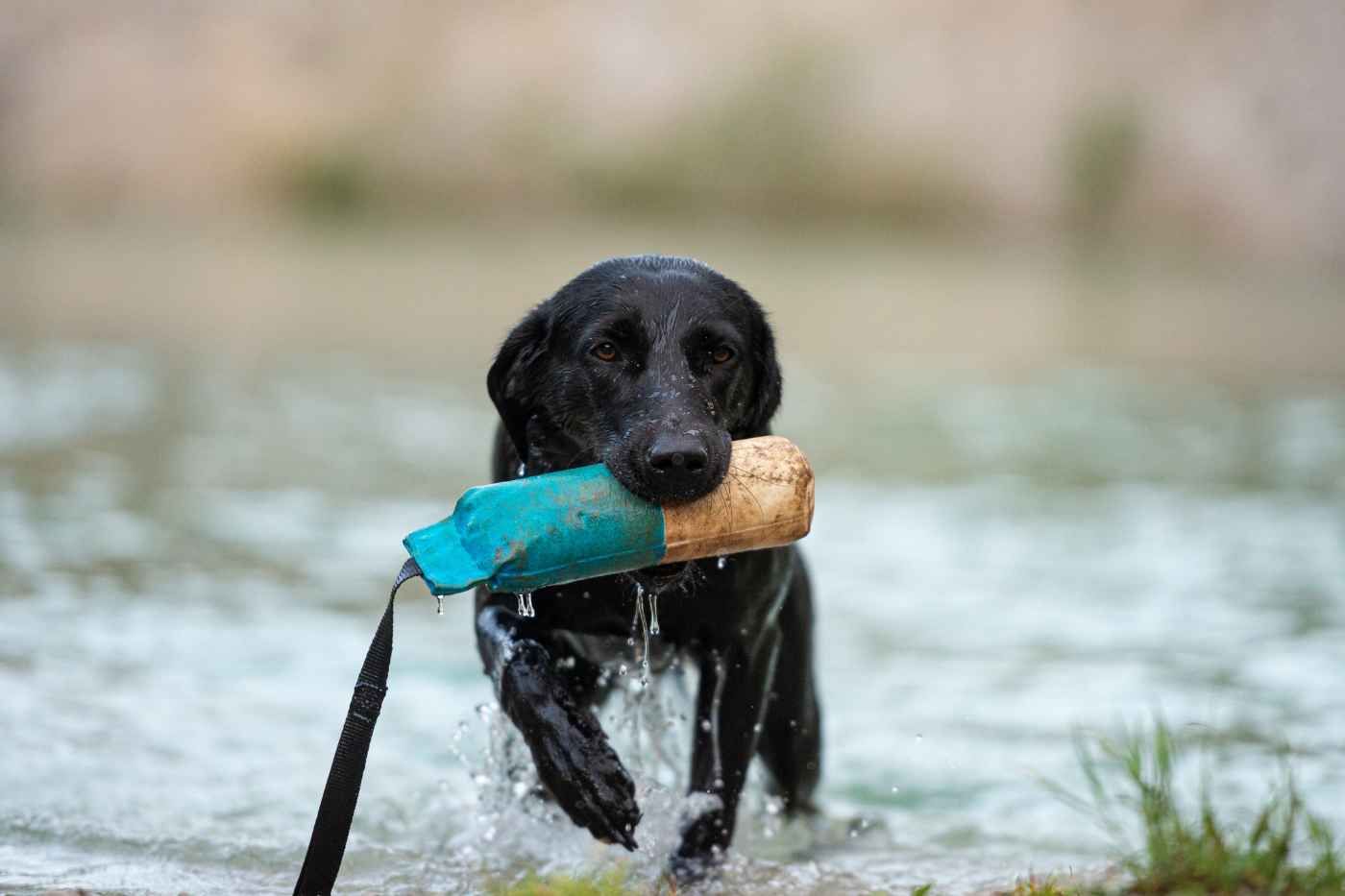 Al labrador le suele encantar jugar en el agua