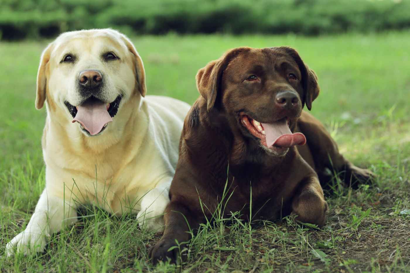 Labrador Retriever: el compañero ideal por su nobleza