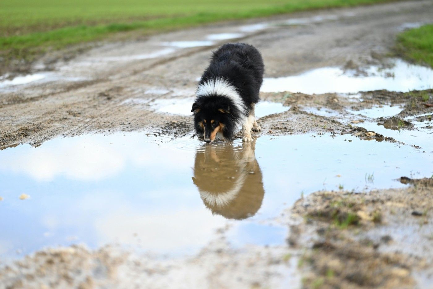 Leptospirosis en perros: todo lo que debes saber sobre riesgos, síntomas y prevención
