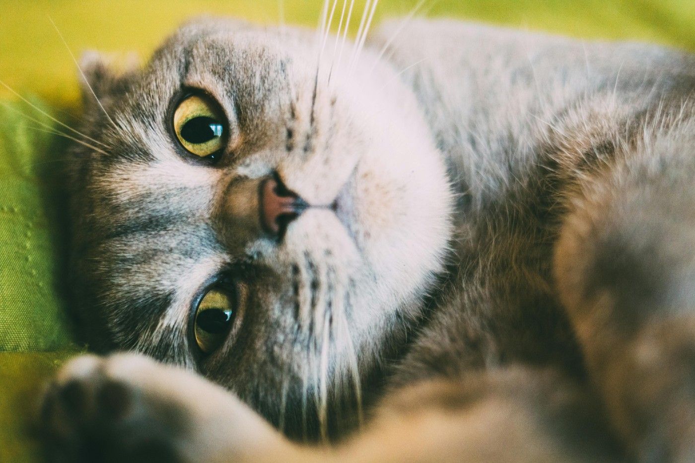 Ley de bienestar animal para gatos: qué debes saber si convives con uno