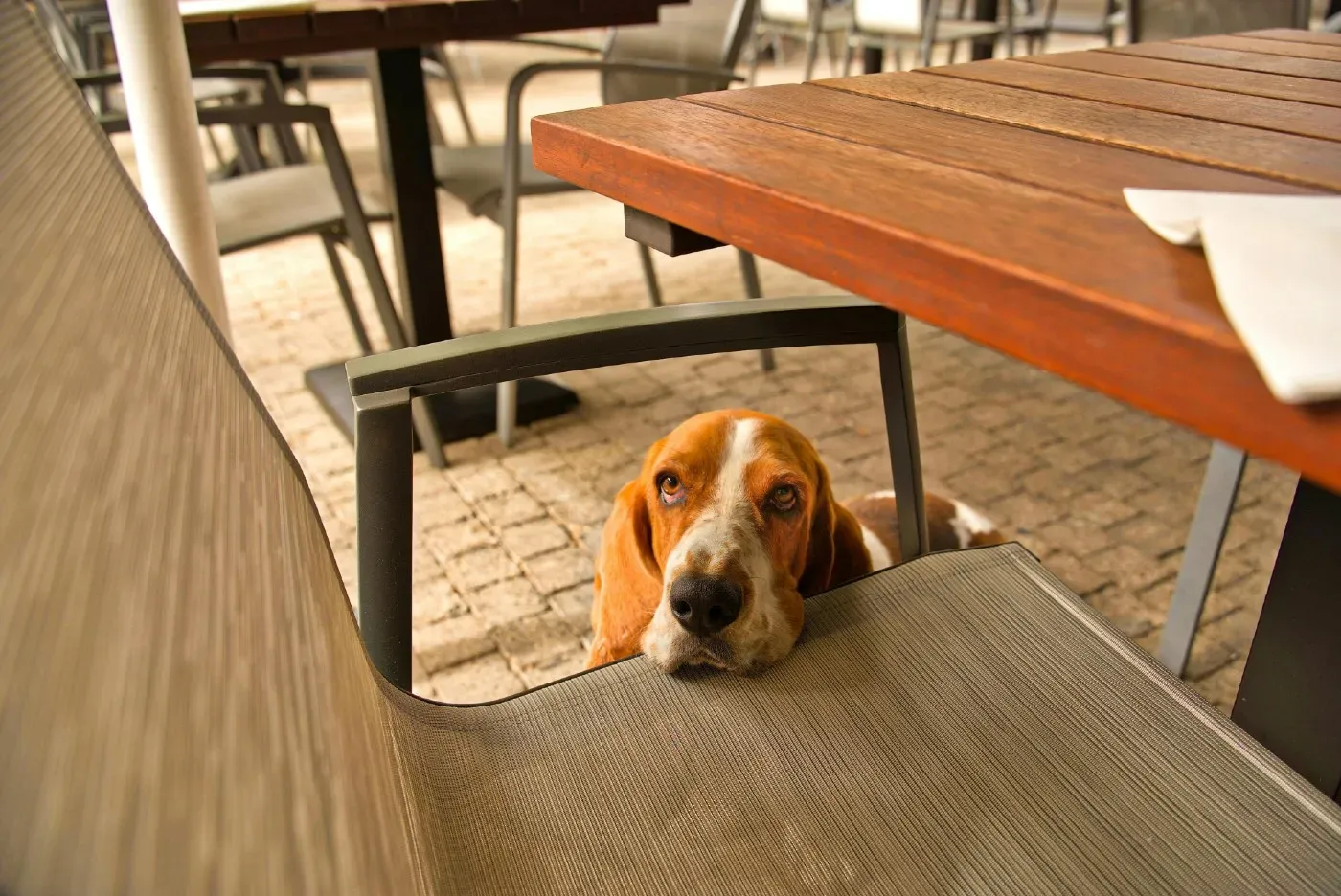 ¿Pueden entrar perros en bares y restaurantes? Lo que realmente dice la Ley de Bienestar Animal en España