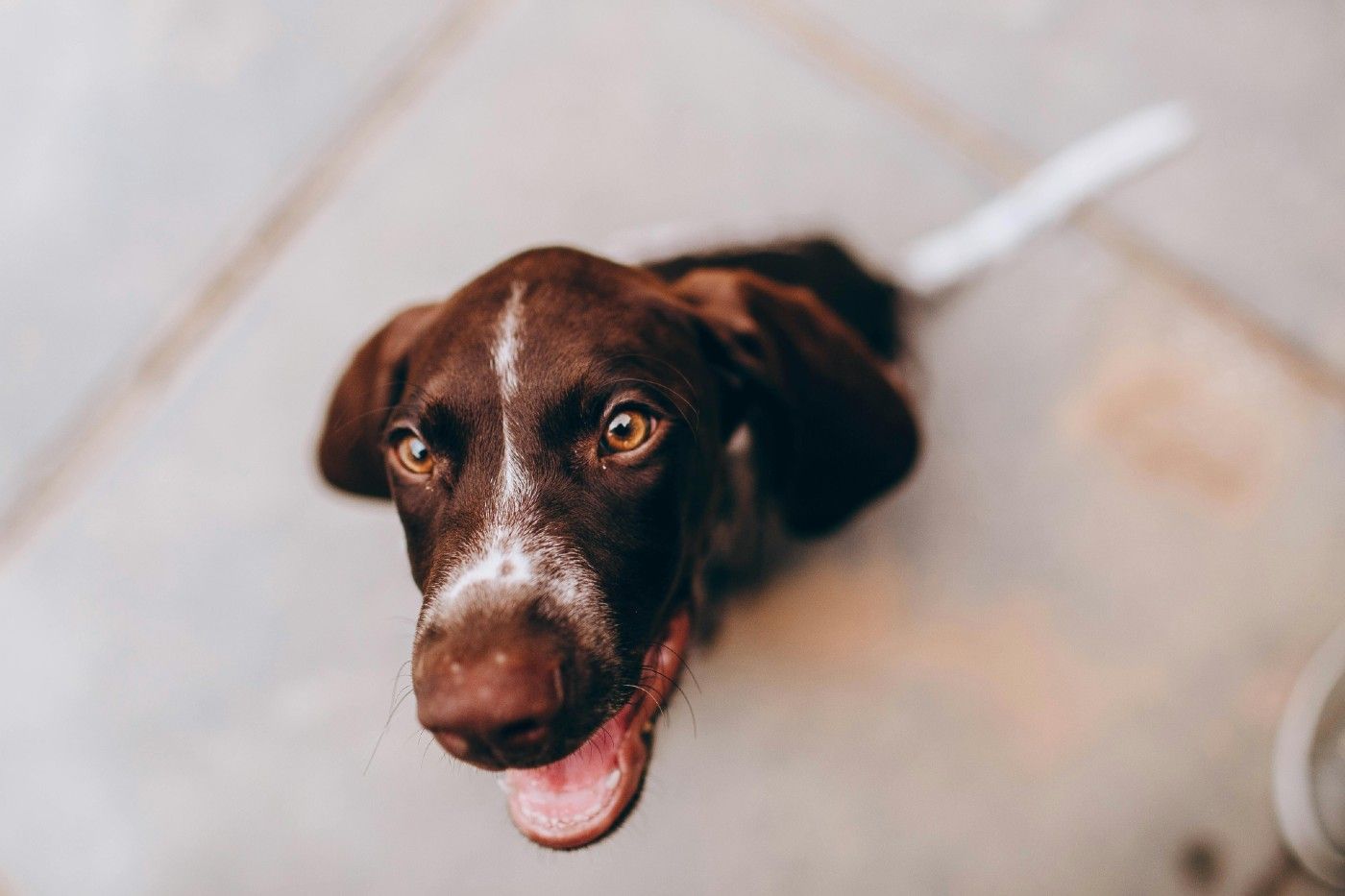 Ley de bienestar animal: por qué tu perro necesita microchip y seguro obligatorio