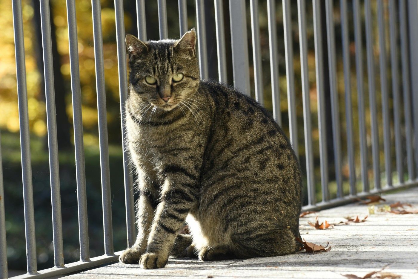 Desde el punto de vista del bienestar animal, el aislamiento prolongado se considera una forma de sufrimiento