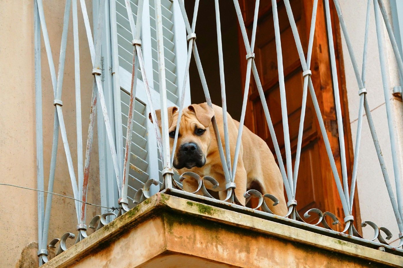 ¿Por qué no se puede dejar a perros y gatos en balcones o terrazas según la Ley de Bienestar Animal en España?
