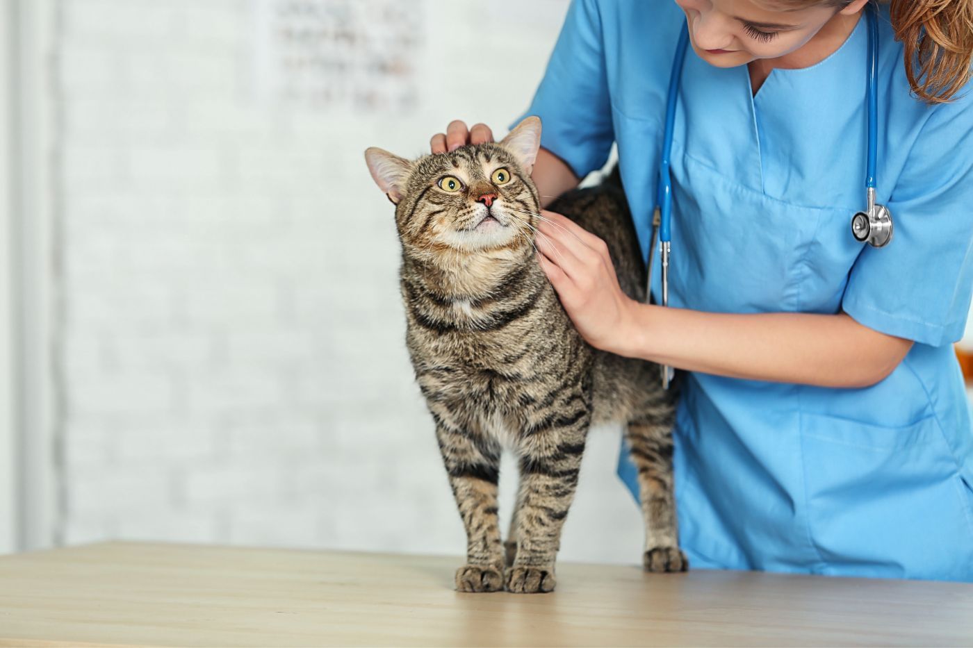Revisión de gato por veterinario