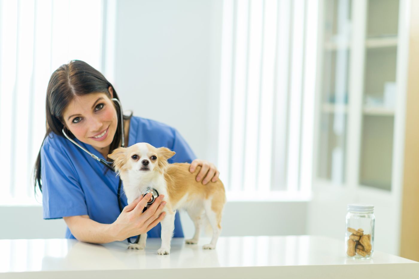 Mejores veterinarios en Valencia: hospitales, clínicas y urgencias 24h