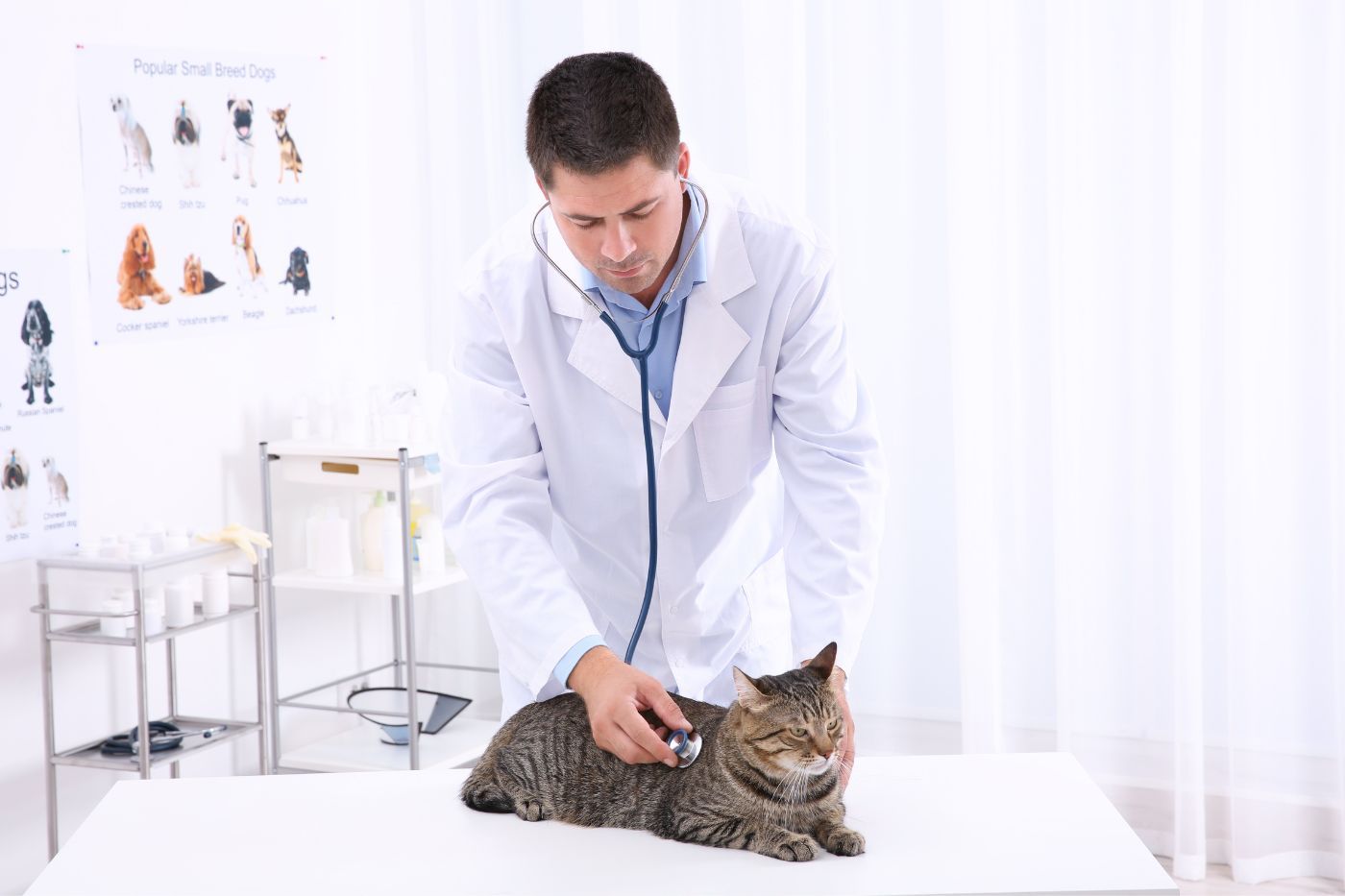Mejores veterinarios en Zaragoza: clínicas, hospitales 24h y precios