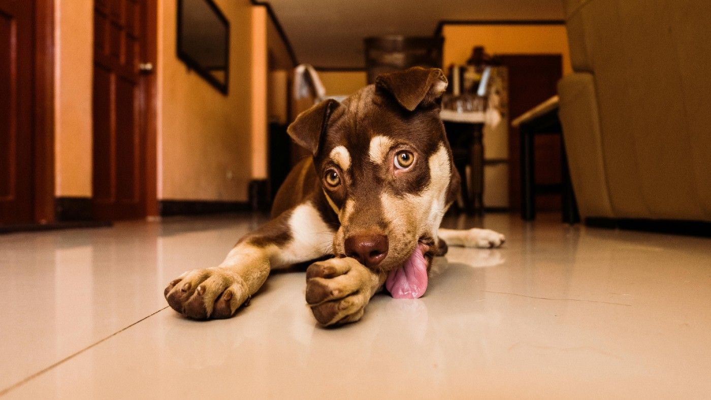 ¿Por qué mi perro se lame mucho las patas y no es solo por aseo?