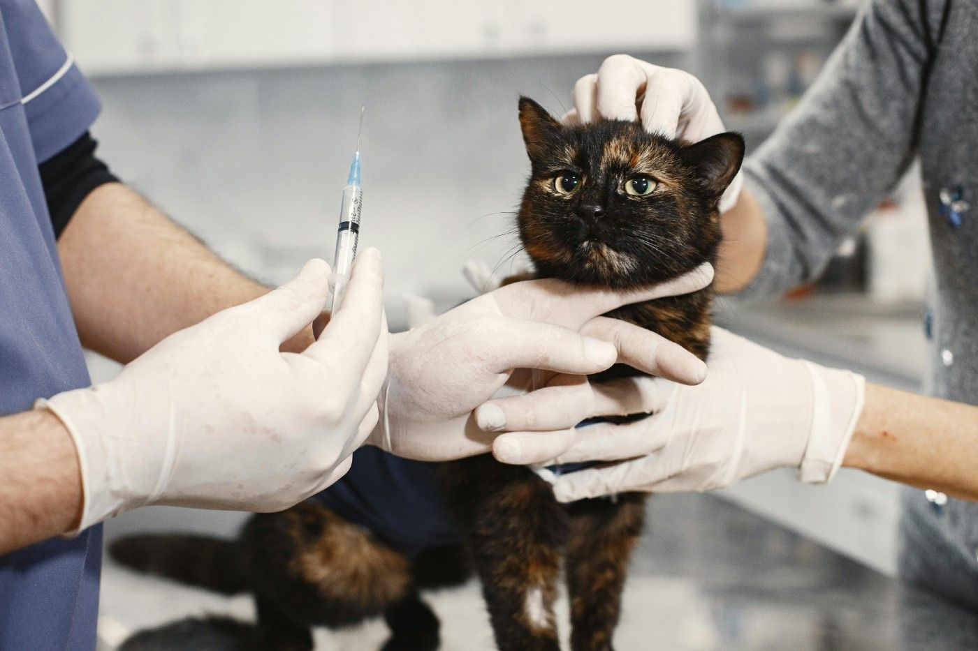 La ley también establece la esterilización obligatoria de los gatos antes de los seis meses de edad