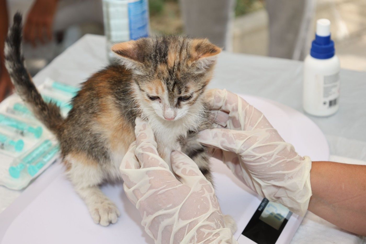 Efectos del minoxidil en gatos