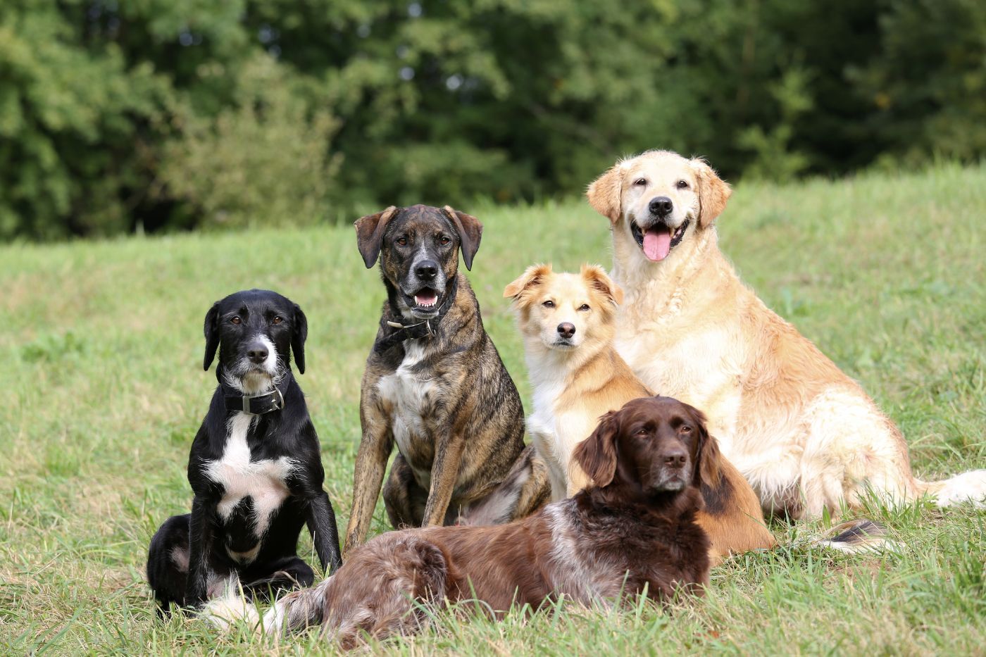 motivos-dermatitis-perros.jpg