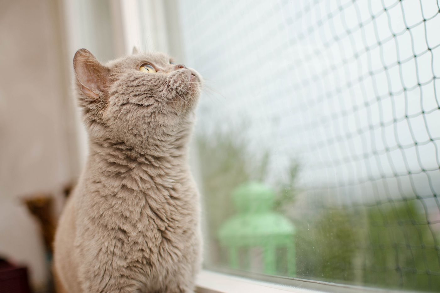 ¿Cómo tener más seguro a un gato de interior?