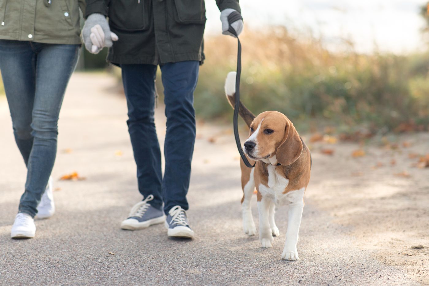¿Es obligatorio el seguro de responsabilidad civil para perros? Guía 2026