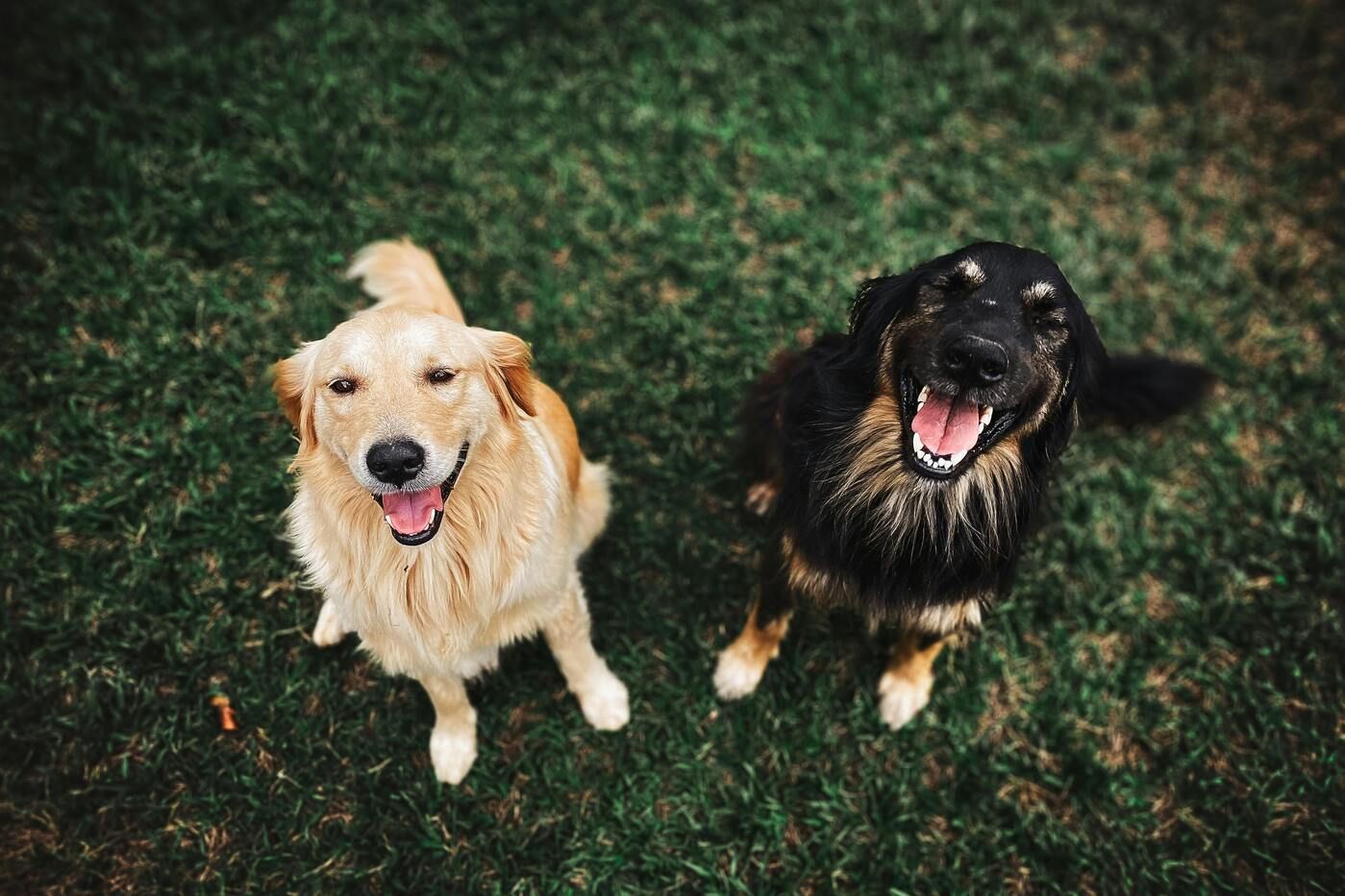 ¿Cómo prevenir la osteoporosis en perros? Guía completa para pet parents en España
