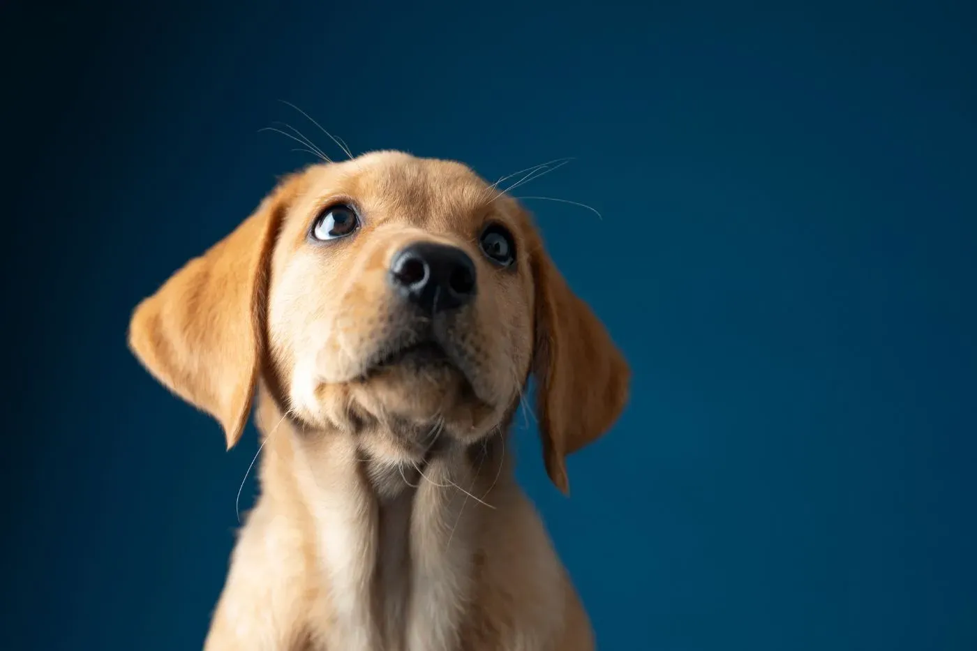 Todo lo que necesitas saber sobre el parvovirus