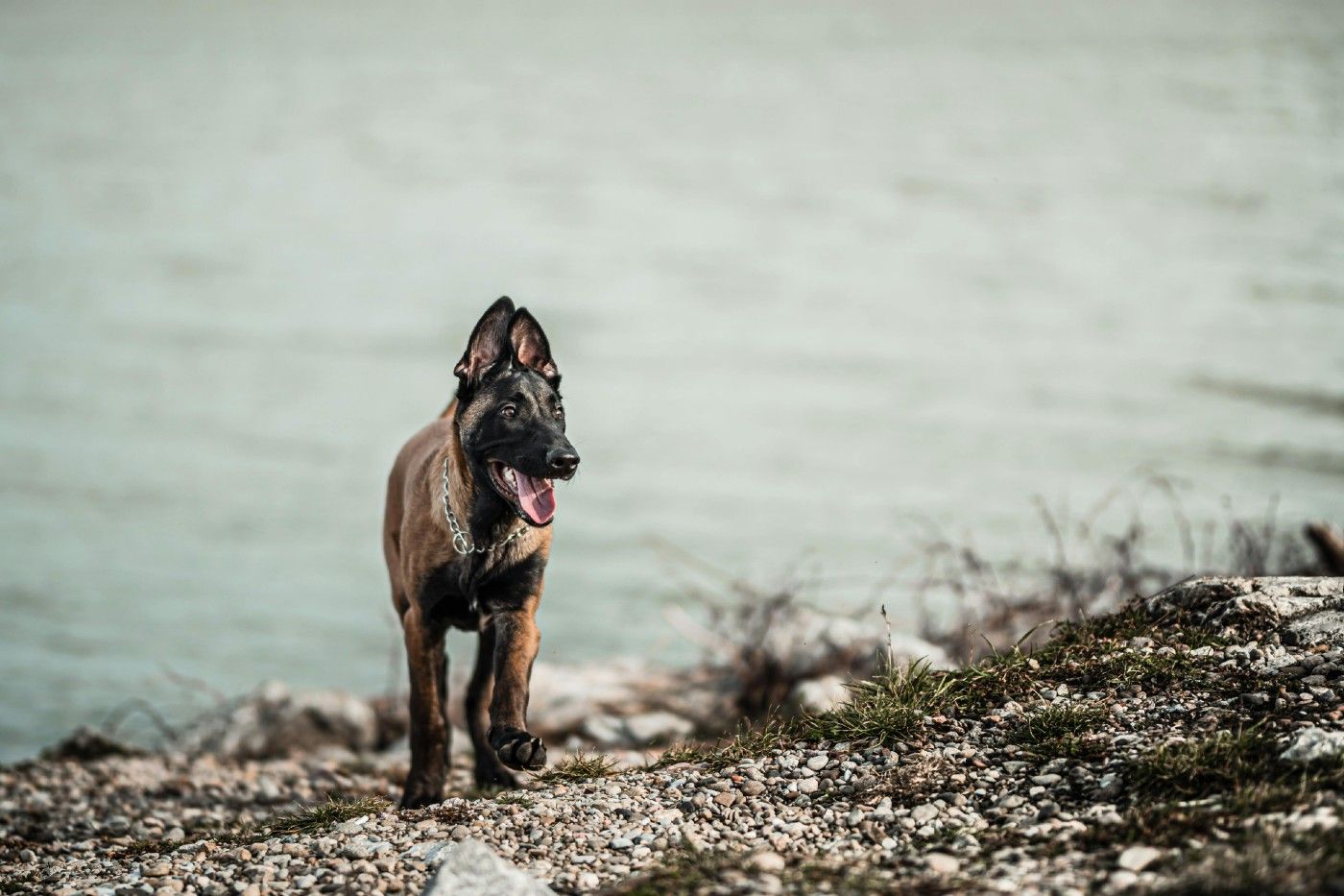 Pastor Belga Malinois: el perro más inteligente y compañero ideal para familias activas