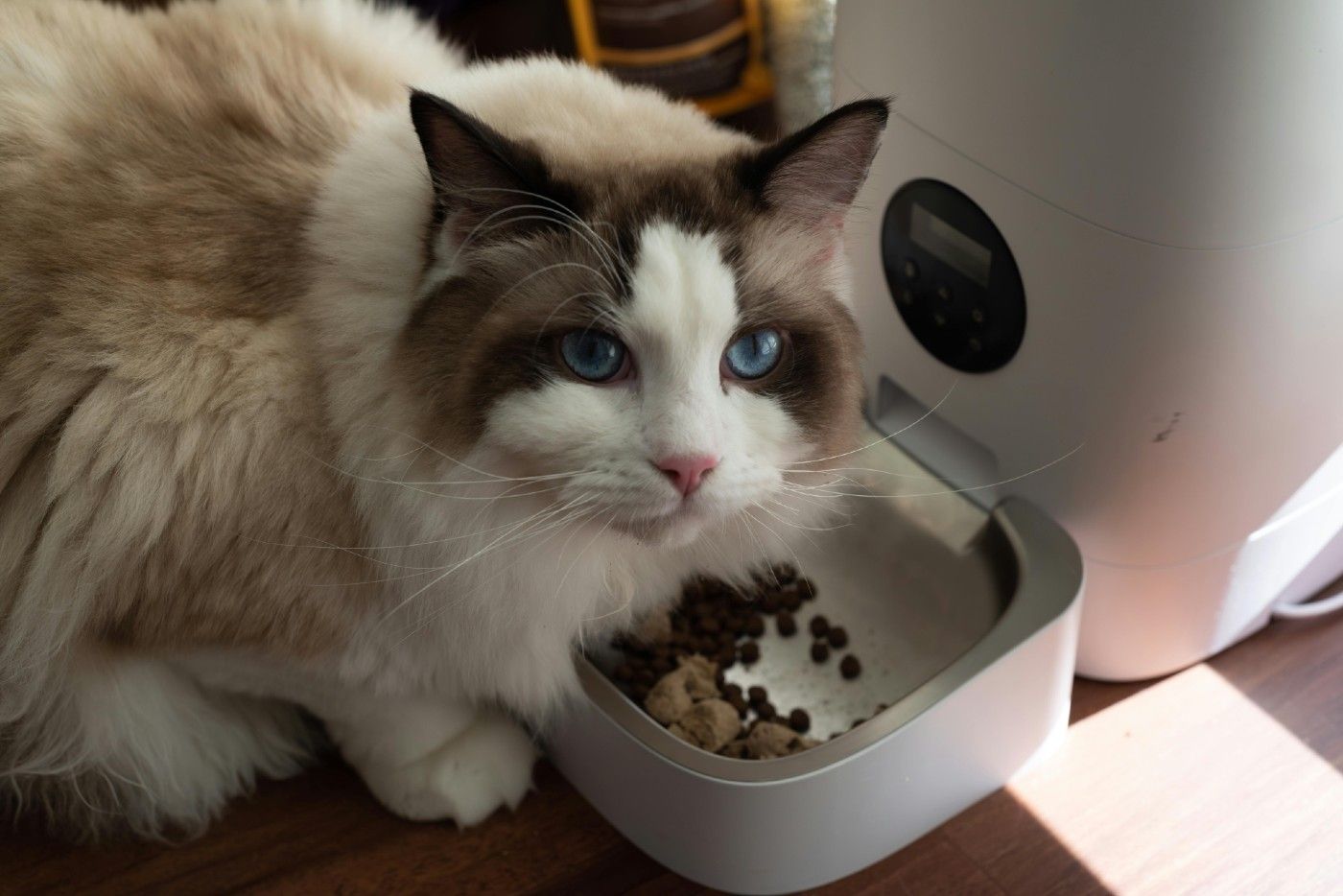 ¿Por qué mi gato ha dejado de comer? Causas, soluciones y cómo el seguro veterinario de Musky puede ayudarte