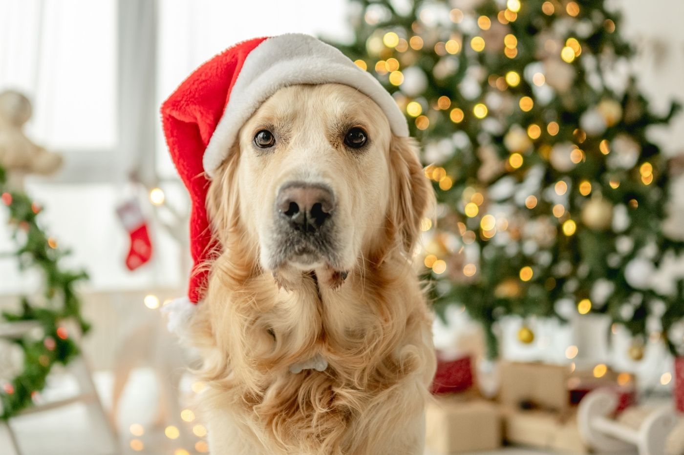 Los mejores regalos para mascotas y personas con mascota. Especial Navidad