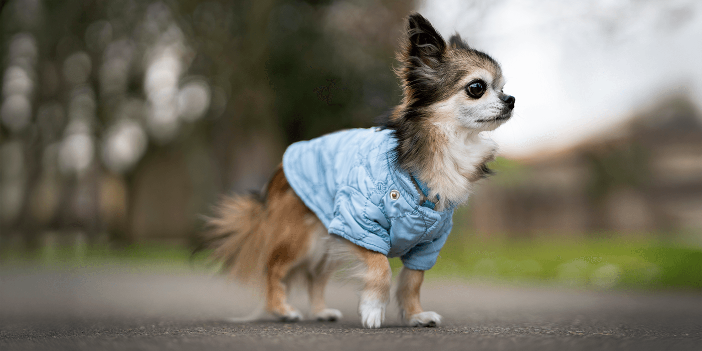 ¿Tu perro odia la lluvia? Trucos para paseos felices en días grises