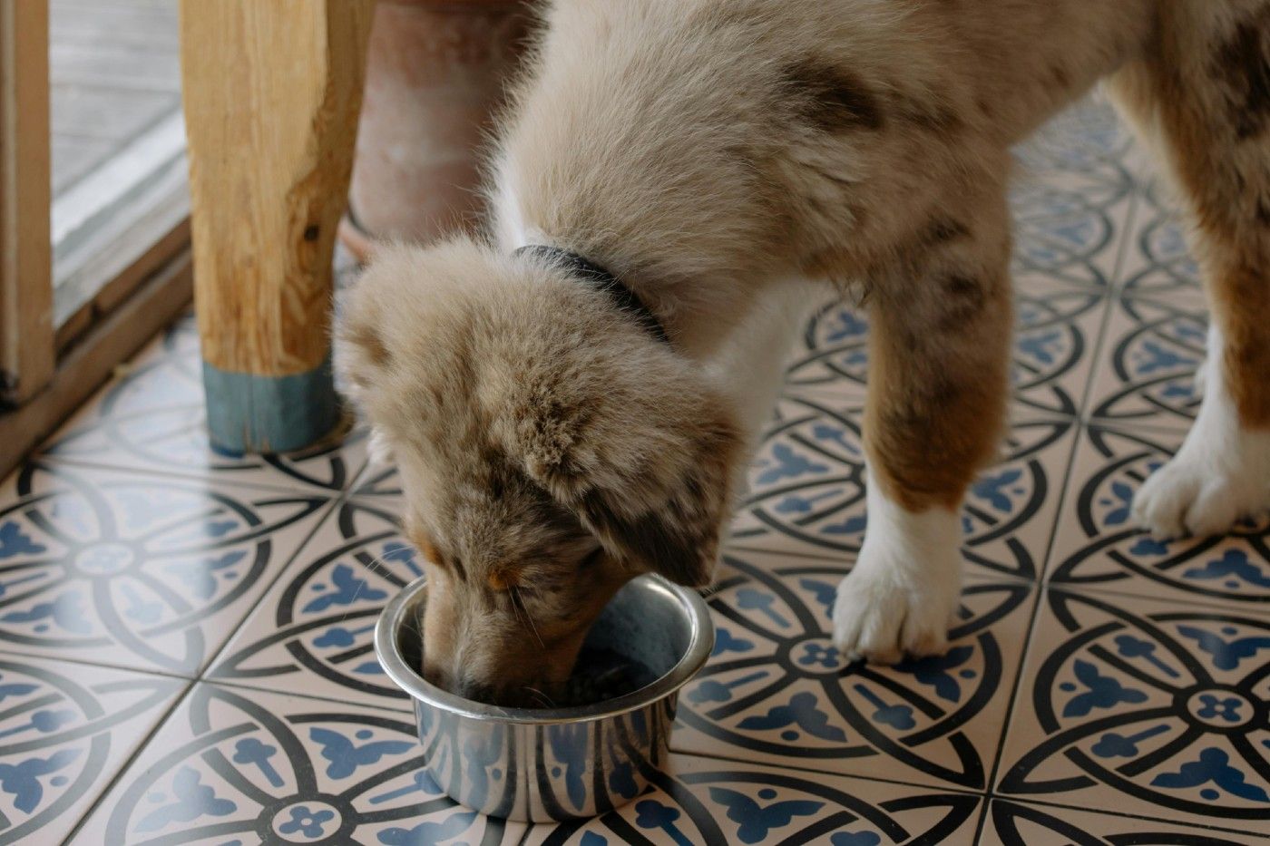Obesidad en perros: cómo prevenir enfermedades y cuidar su metabolismo