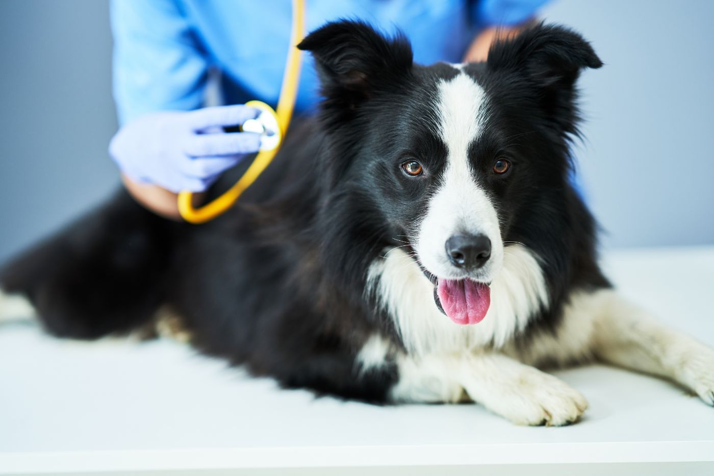 Perro sano en consulta preventiva