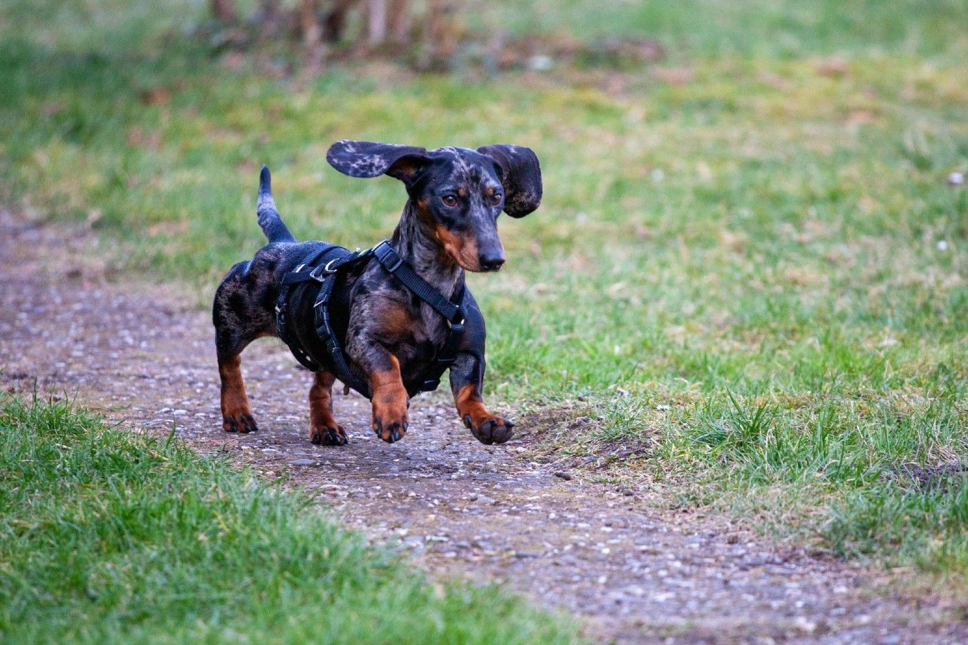 Los perros salchicha necesitan actividad diaria