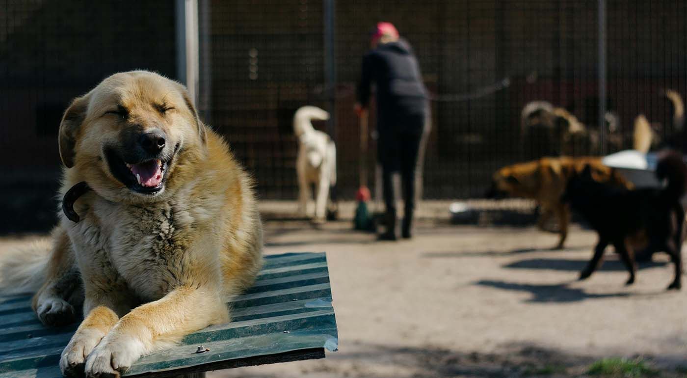 Perro dentro de protectora con jaulas y compañeros esperando un hogar definitivo