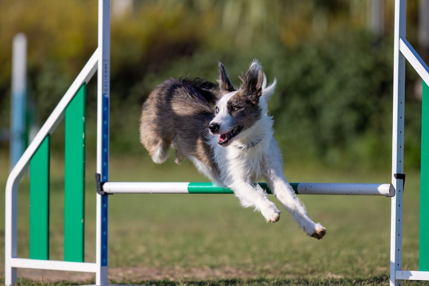 Las mejores actividades con mascotas: ¿Qué hacer con tu perro o gato? 