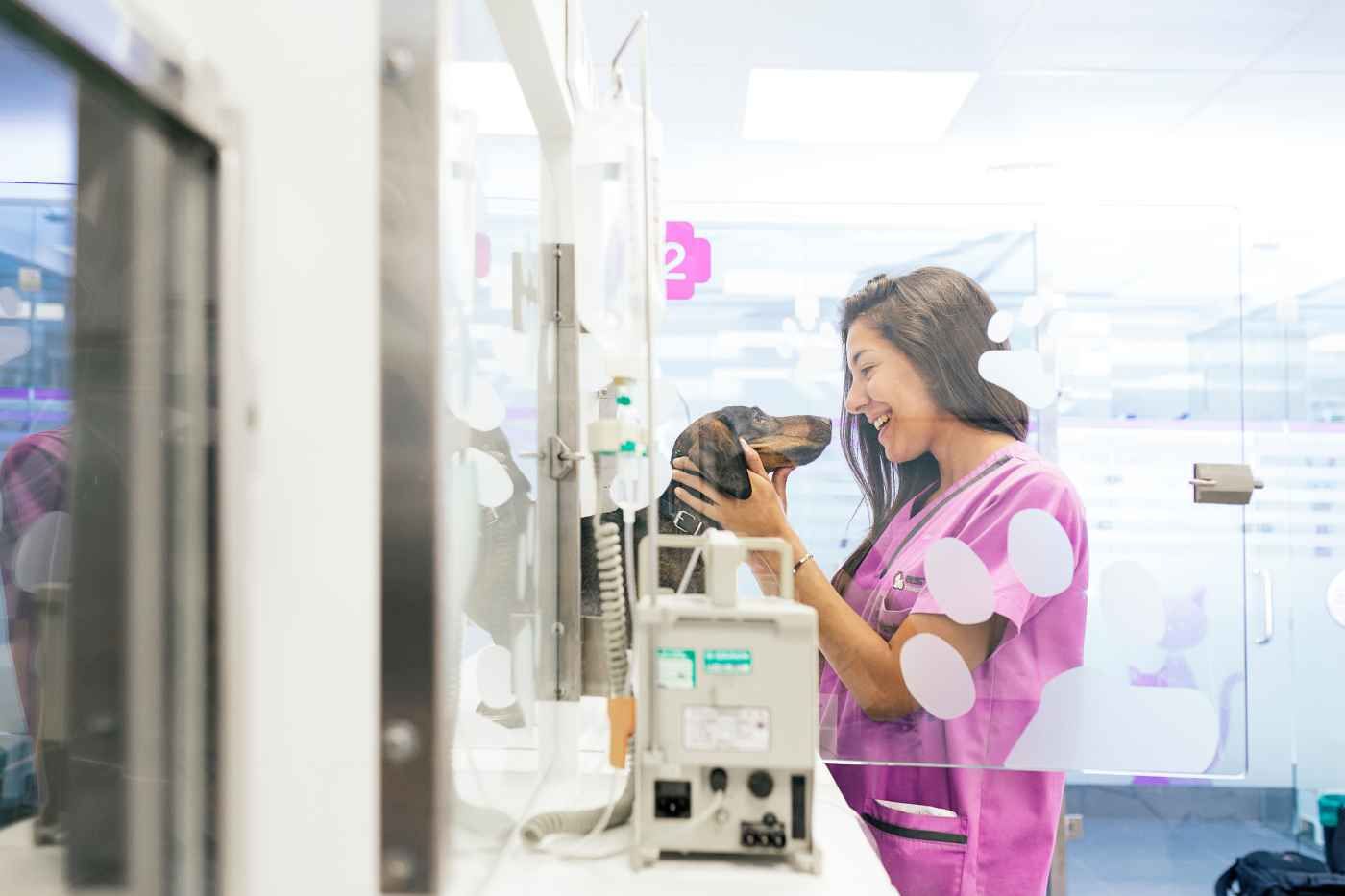 Perro en hospital veterinario 24h en Murcia