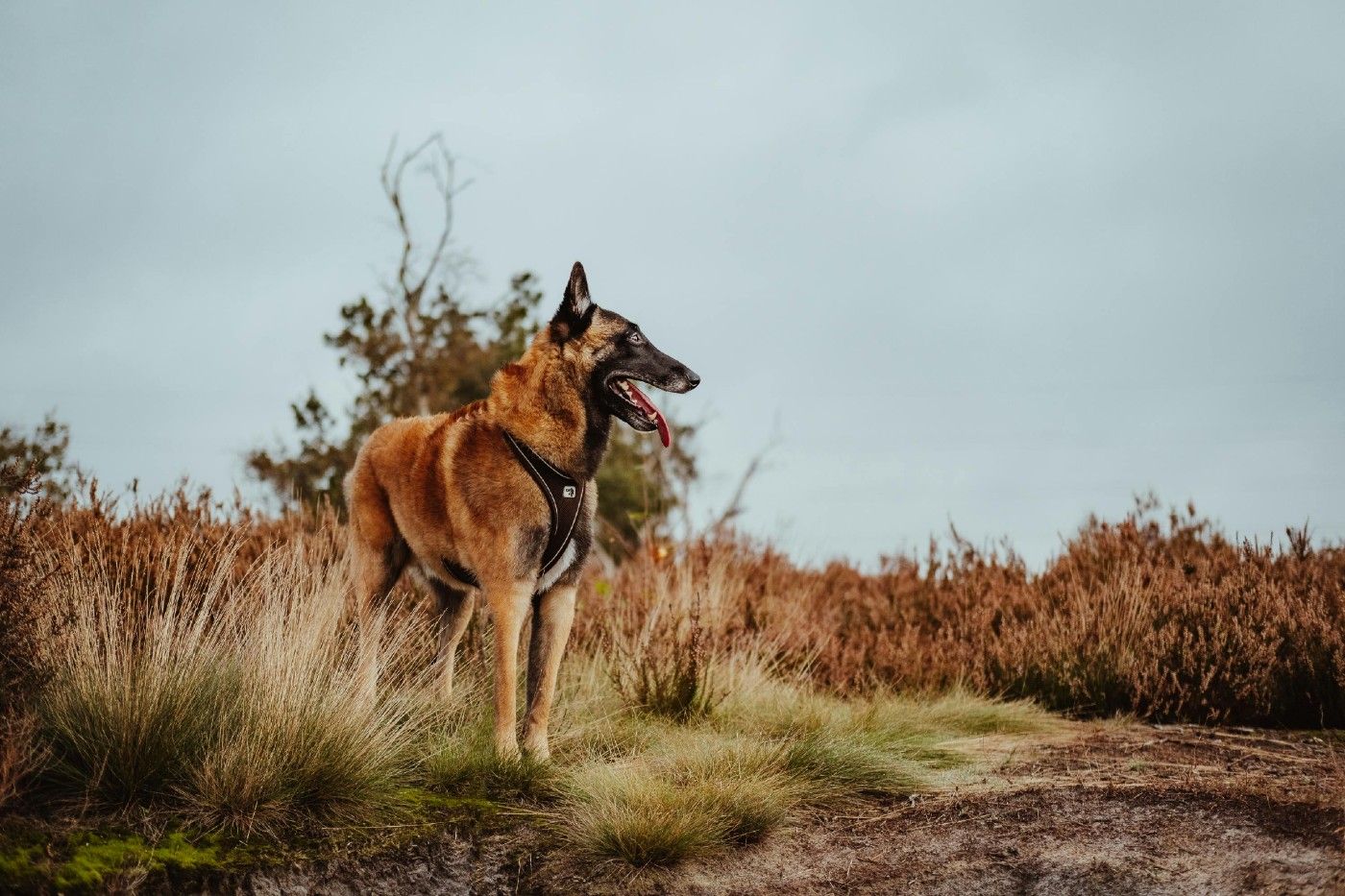 Debido a su capacidad cognitiva superior, el perro Pastor Belga Malinois aprende rápidamente
